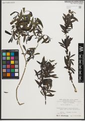 Foto von Salix purpurea L.